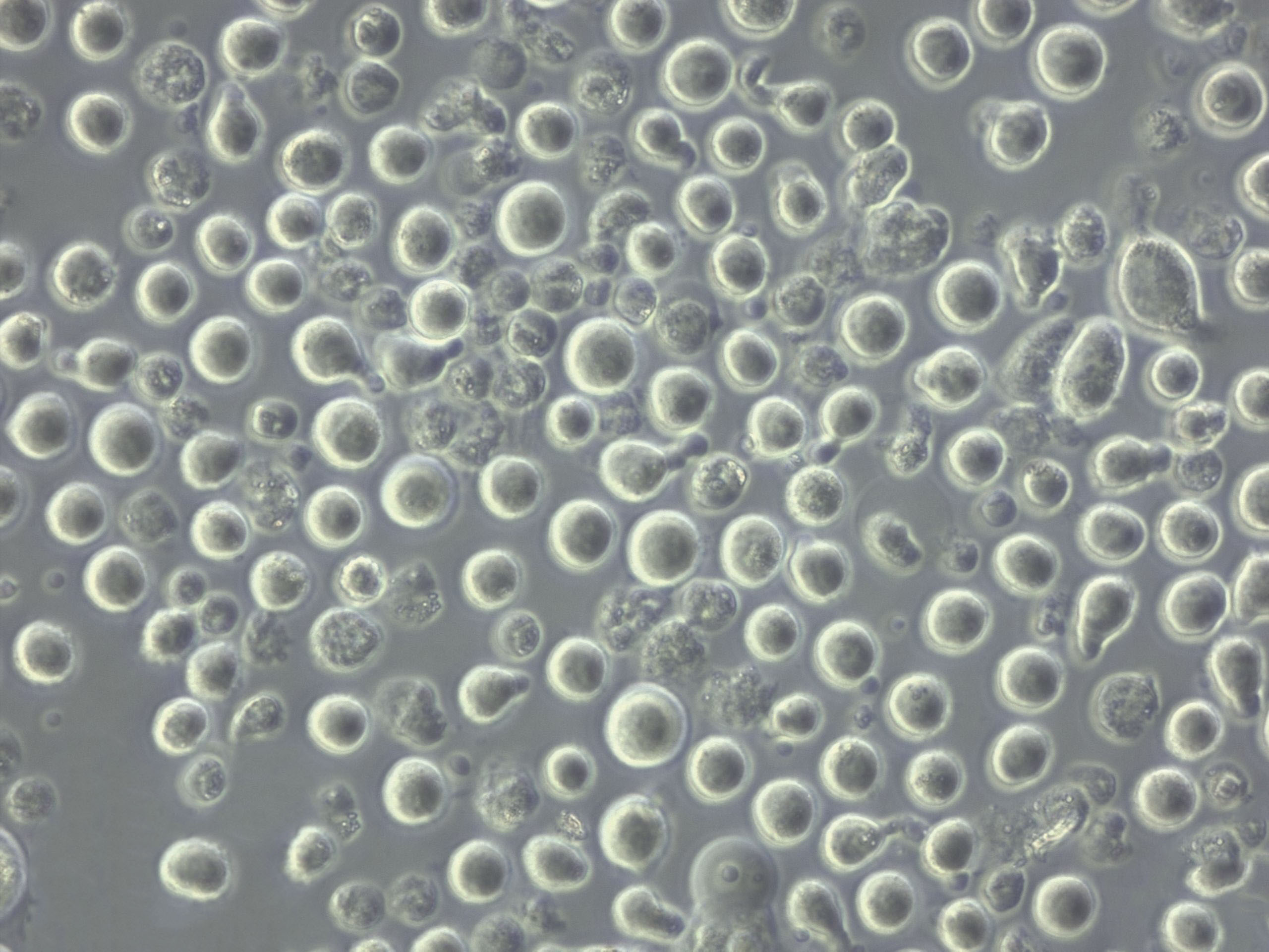 曲霉菌基本固体粉末培养基,Aspergillus Minimal Medium