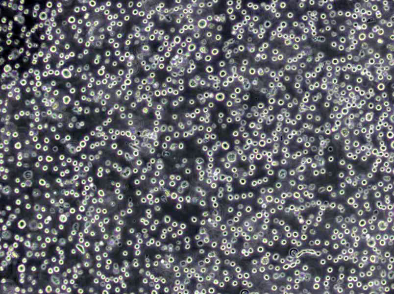 Pfizer肠球菌选择性琼脂固体粉末培养基,Pfizer Enterococcus Selective Agar