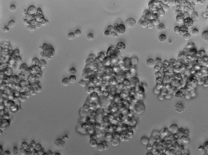 发根农杆菌粉末状态培养基,Agrobacterium rhizogene Medium