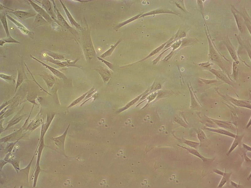 Middle Brook 7H10瓊脂粉末狀態(tài)培養(yǎng)基,Middle Brook 7H10 Agar Base