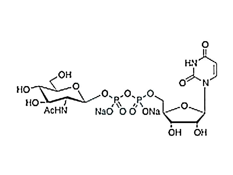 5′-二磷酸尿嘧啶核苷-N-乙酰半乳糖胺二钠盐,Uridine 5’-Diphospho-N-acetylglucosamine Disodium Salt