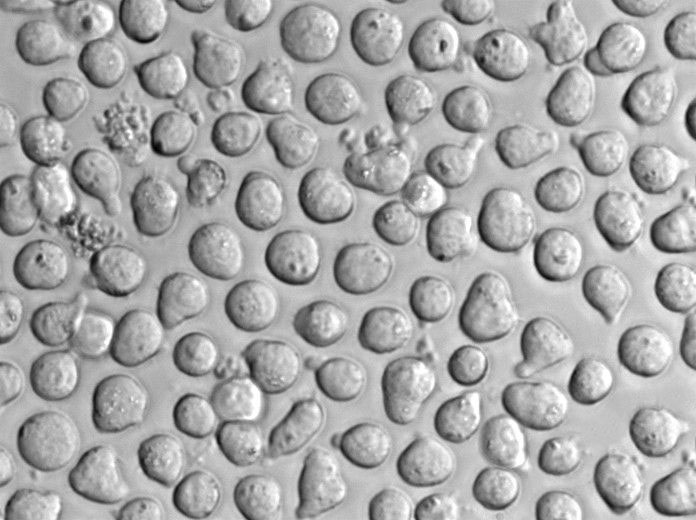 发根农杆菌液体粉末状态培养基,Agrobacterium rhizogene Broth Medium