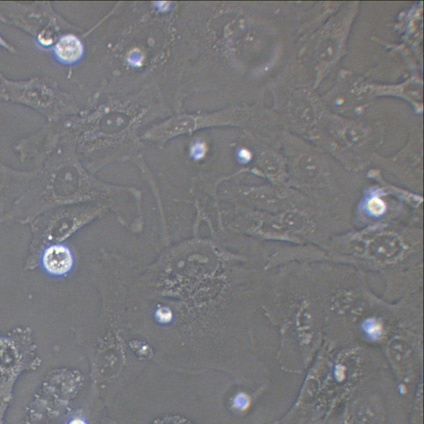 尿素瓊脂粉末狀態(tài)培養(yǎng)基[pH7.2],Urease Agar Base