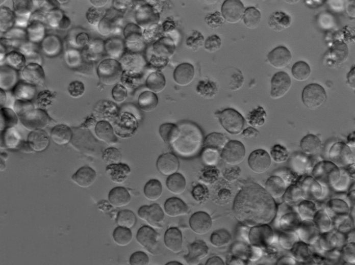 改良月桂基硫酸盐胰蛋白胨肉汤粉末状态培养基,Modified Lauryl Sulfate Tryptose Broth Base