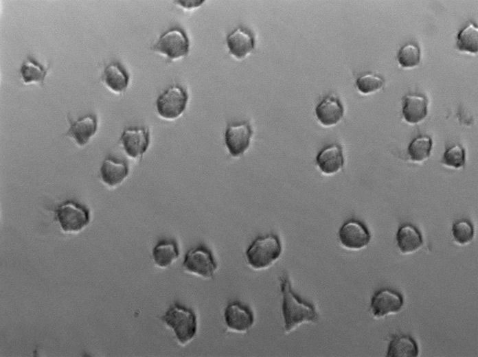 改良Letheen瓊脂粉末狀態(tài)培養(yǎng)基,Letheen Agar Base, Modified