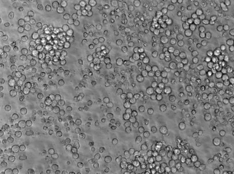 抗生素粉末狀態(tài)培養(yǎng)基5號,Streptomycin Assay Agar