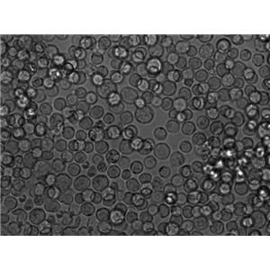 甘露醇卵黄多粘菌素琼脂粉末状态培养基,Mannitol-Egg-Yolk-Polymyxin agar Base