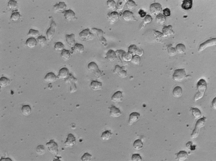 放线菌肉汤粉末状态培养基,Actinomycete Broth