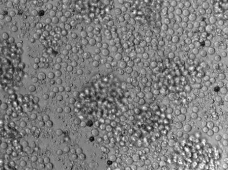 酵母氮源粉末状态培养基[无氨基酸、硫酸铵],Yeast Nitrogen Base,without Amino Acid and Ammoniu Sulfate