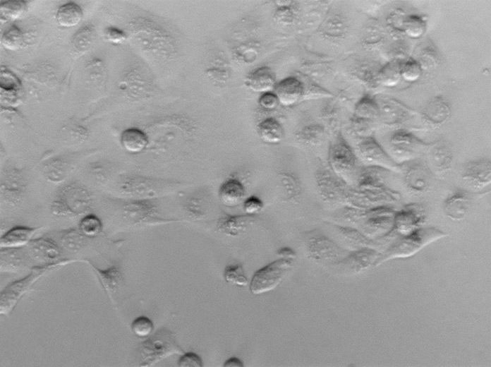 毛藓菌琼脂粉末状态培养基3号,Trichophyton Agar #3