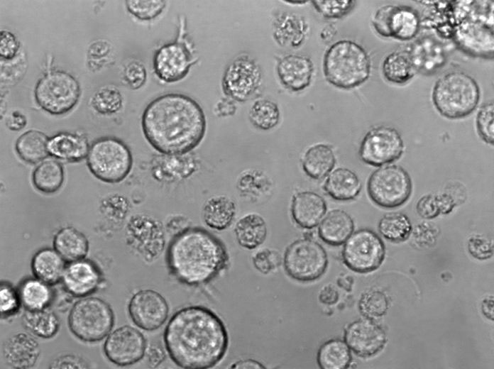 LAMVAB琼脂粉末状态培养基,LAMVAB Agar Base