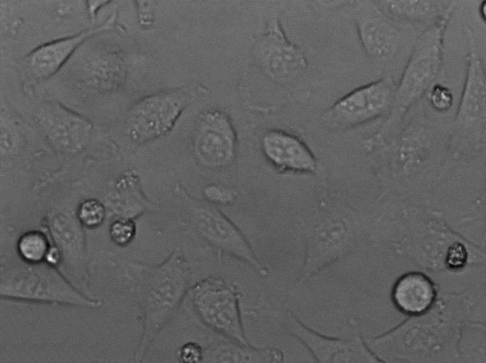 改良Camp-BAP琼脂粉末状态培养基,Camp-BAP Agar,Modified