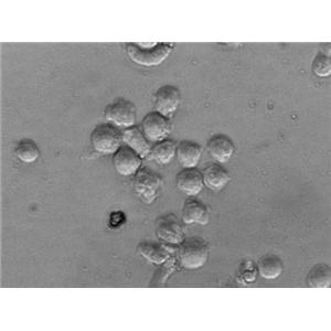 假单胞菌分离琼脂粉末状态培养基