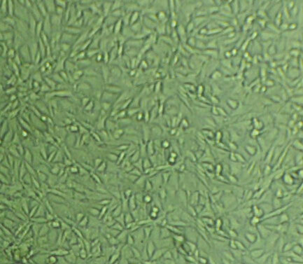 mCPC琼脂固体粉末培养基,Modified Cellobiose-Polymyxin B-Colistin Agar Base