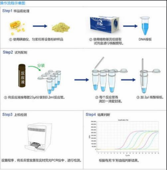 圣保罗沙门氏菌探针法荧光定量pcr试剂盒价格 厂家:上海西格生物科技