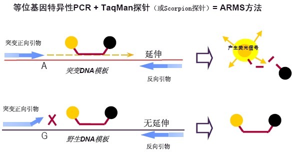 四角瑞氏絳蟲(chóng)探針?lè)晒舛縋CR試劑盒,Raillietina tetragona