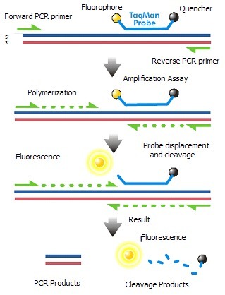瑞氏绦虫通用探针法荧光定量PCR试剂盒,Raillietina spp.
