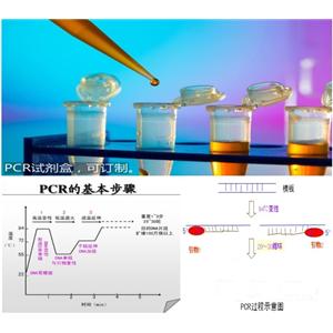 哈达尔沙门氏菌探针法荧光定量PCR试剂盒