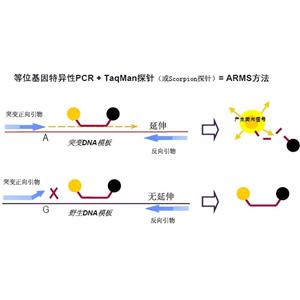 四角瑞氏絳蟲(chóng)探針?lè)晒舛縋CR試劑盒,Raillietina tetragona