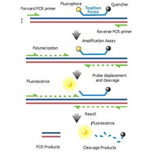 瑞氏绦虫通用探针法荧光定量PCR试剂盒,Raillietina spp.