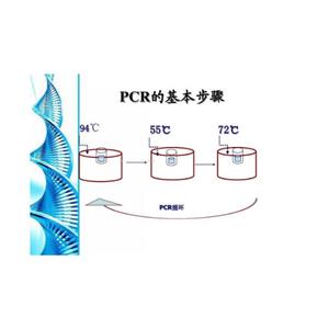 呼吸道合胞病毒A 型（RSV-A）核酸檢測試劑盒