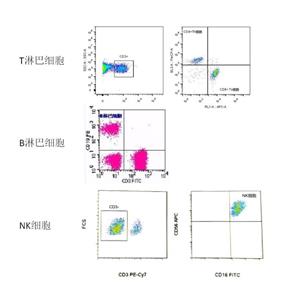 流式与免疫