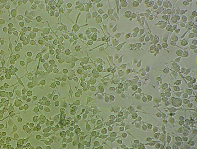 双歧杆菌BS固体粉末培养基,Bifidobacterium BS Medium