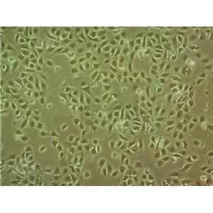 芽孢杆菌固体粉末培养基