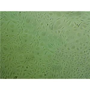 乳酸杆菌选择性琼脂固体粉末培养基