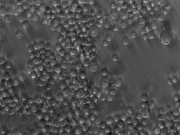 TCBS琼脂细粉末基础培养基,Thiosulfate Citrate Bile Salts Sucrous Agar