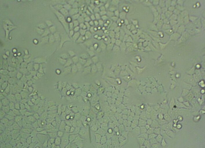 KM8P细粉末基础培养基[不含激素],Kao&Michayluk Medium without Hormones