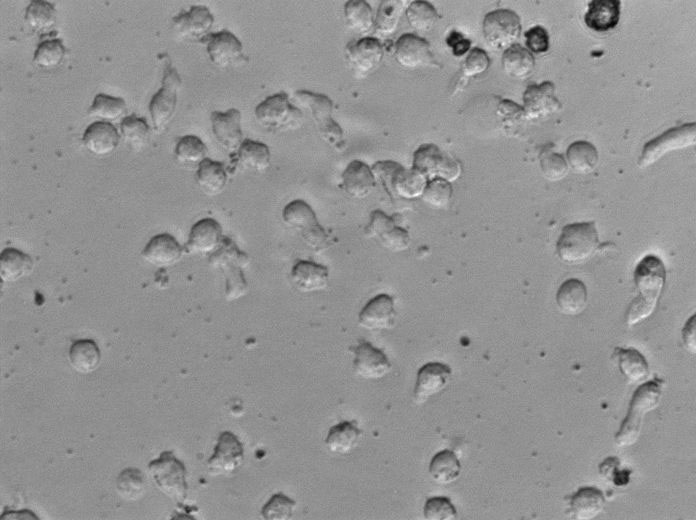强化梭菌琼脂细粉末基础培养基,Reinforced Clostridium Agar
