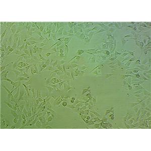 绿脓菌素测定用细粉末基础培养基