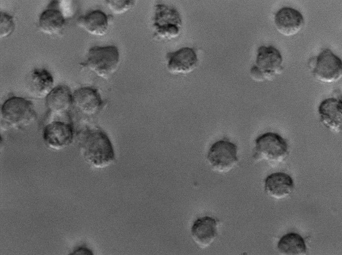 L型细菌高渗盐增菌细粉末基础培养基,L-Bacterial Hypertonic Salt Broth