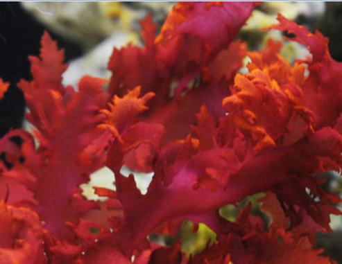 海藻钙 红藻粉  山竹果提取物