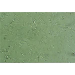 幽门螺杆菌液体细粉末基础培养基