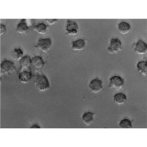 L型细菌高渗盐增菌细粉末基础培养基