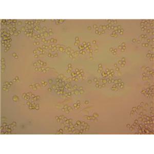 假单胞菌CFC选择性细粉末基础培养基