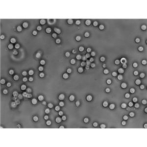固氮螺菌细粉末基础培养基
