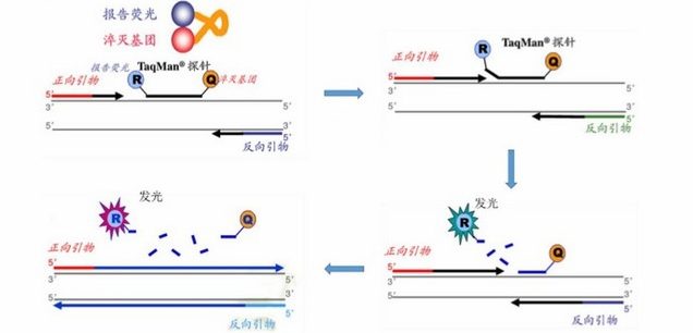 痒螨通用探针法荧光定量PCR试剂盒,Psoroptes spp.