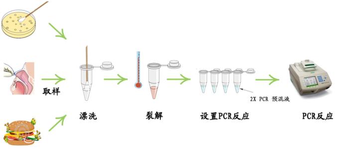 荧光假单胞菌探针法荧光定量PCR试剂盒,Pseudomonas fluorescens