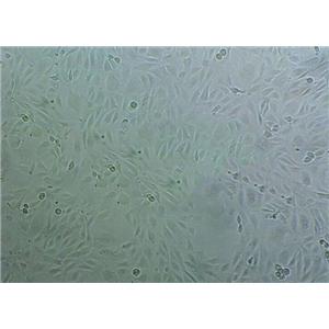 淋病奈瑟菌增菌细粉末基础培养基
