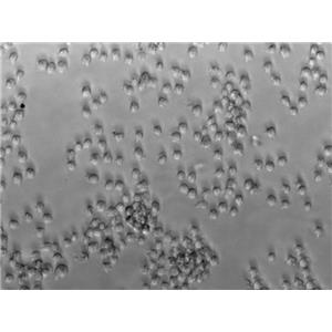 气单胞菌鉴别琼脂细粉末基础培养基