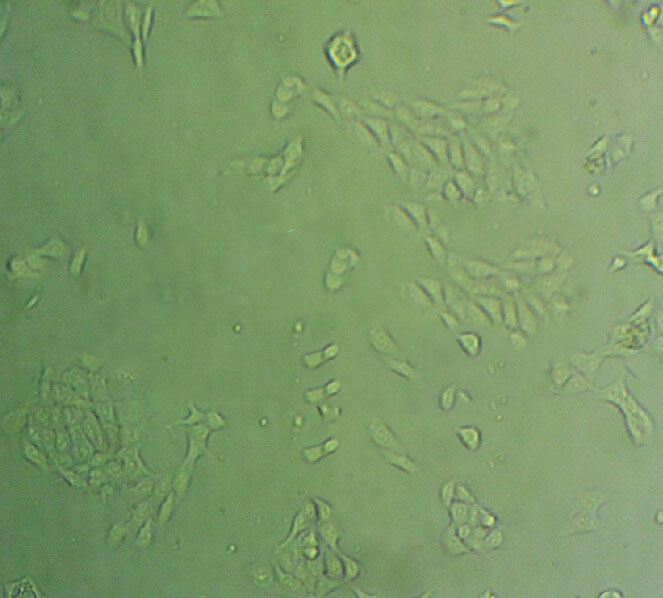 芽孢杆菌固体基础培养基,Bacillus Medium Base
