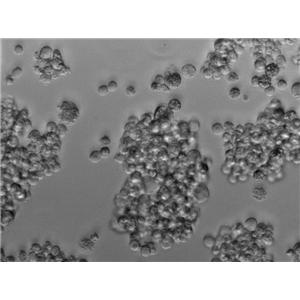 m-HPC瓊脂固體基礎培養(yǎng)基,Heterotrophic Plate Count Agar