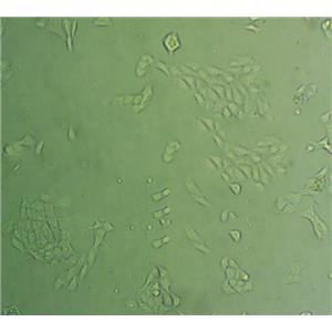 芽孢杆菌固体基础培养基