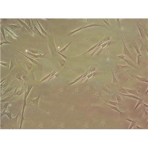 气单胞菌鉴别琼脂固体基础培养基