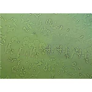 BG 11海洋琼脂固体细粉末培养基,Medium BG 11 for Marine Cyanobacteria