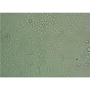 巴氏梭状芽孢杆菌固体基础培养基