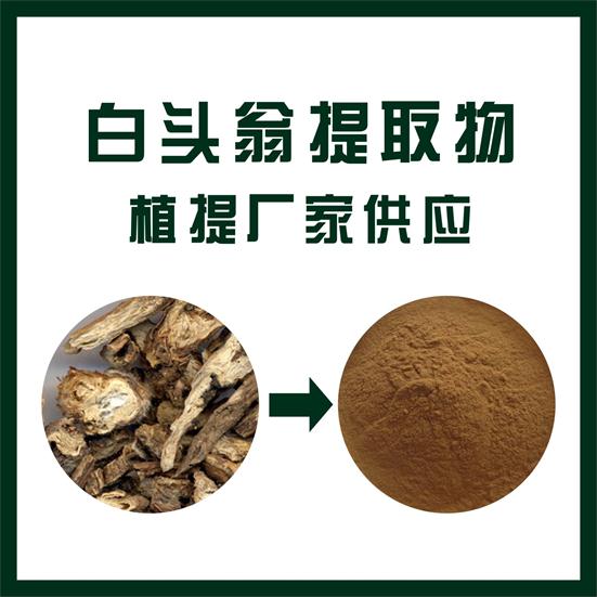 白头翁提取物,Pulsatilla chinensis extract